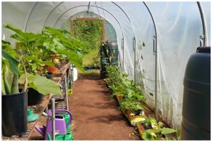 pallets in the allotment