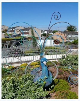 peacock in garden