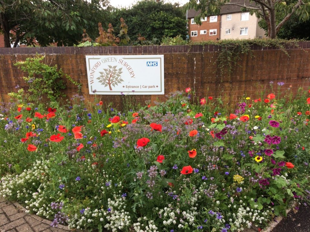 wild flowers growing in public spaces